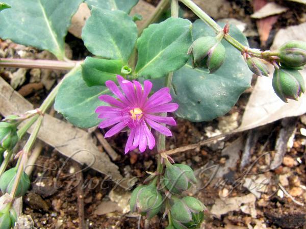 Prostrate Purslane